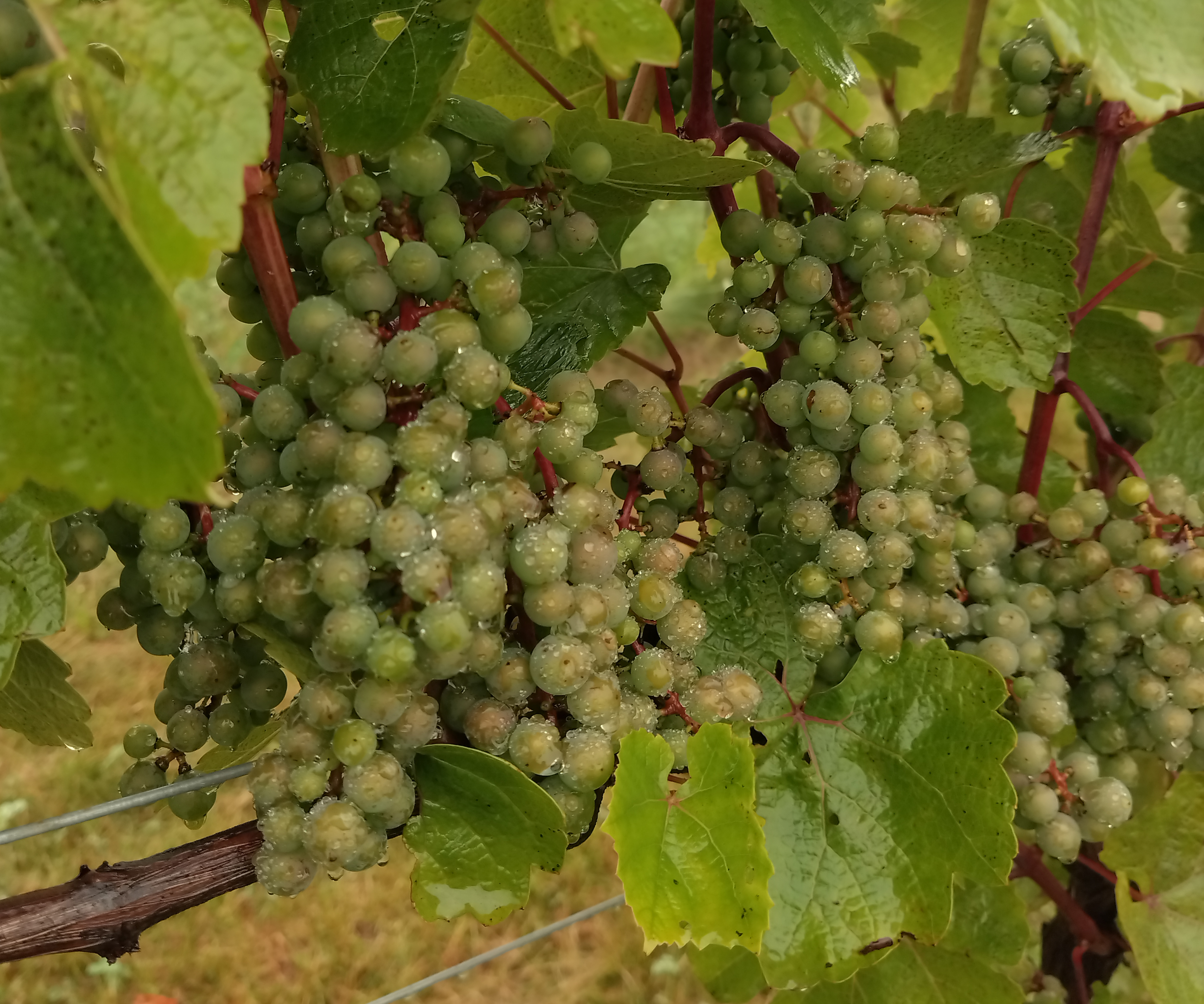 L’Acadie Blanc grapes hanging from a vine.